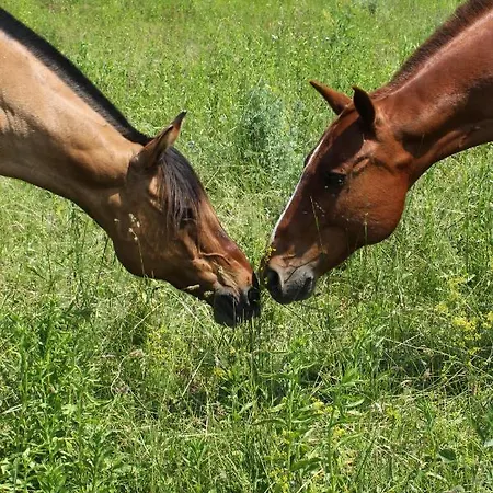 Le Corone Cavalo