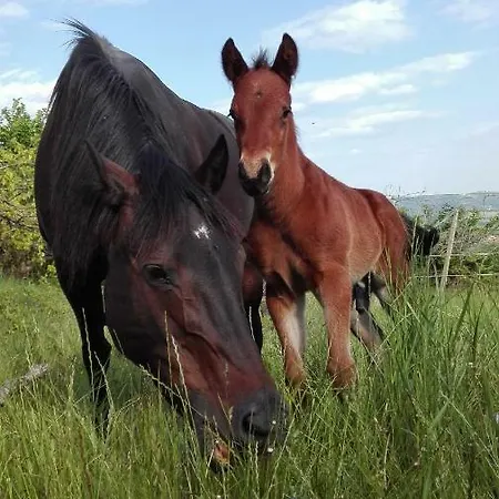 Le Corone Cavalo